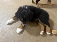 Beaux, a male Australian Shepherd for sale in Stockdale, TX – 4 of 9