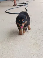 Laramie, a female Australian Shepherd for sale in Stockdale, TX – 6 of 8