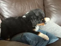 Beaux, a male Australian Shepherd for sale in Stockdale, TX – 8 of 9