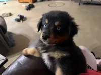 Laramie, a female Australian Shepherd for sale in Stockdale, TX – 4 of 8