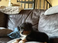 Beaux, a male Australian Shepherd for sale in Stockdale, TX – 5 of 9