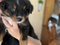Beaux, a male Australian Shepherd for sale in Stockdale, TX – 6 of 9