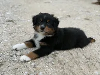 Beaux, a male Australian Shepherd for sale in Stockdale, TX – 2 of 9
