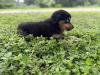 Laramie, a female Australian Shepherd for sale in Stockdale, TX – 7 of 8