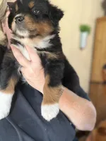 Beaux, a male Australian Shepherd for sale in Stockdale, TX – 9 of 9