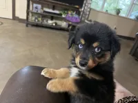Laramie, a female Australian Shepherd for sale in Stockdale, TX – 2 of 8