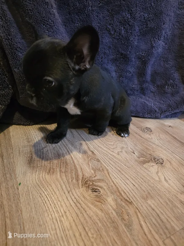 Brenda – French Bulldog puppy for sale in Hill City, SD