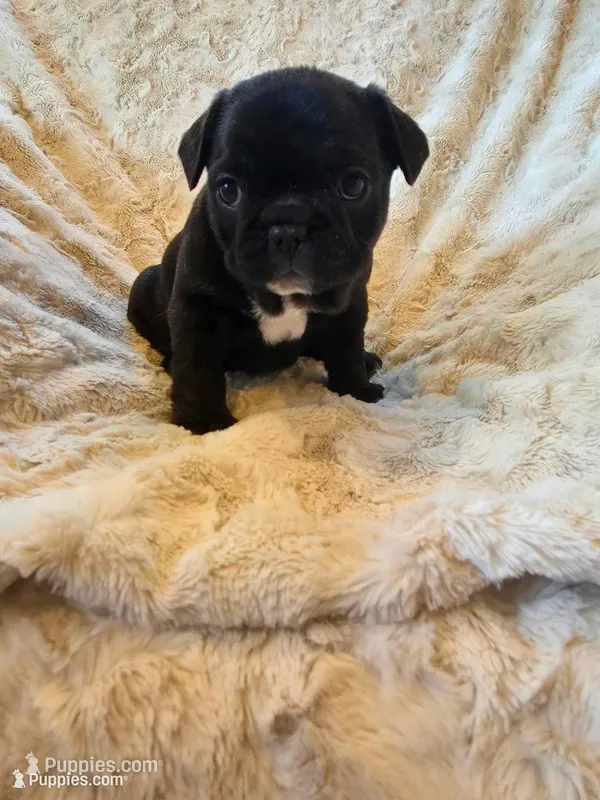 Brenda – French Bulldog puppy for sale in Hill City, SD