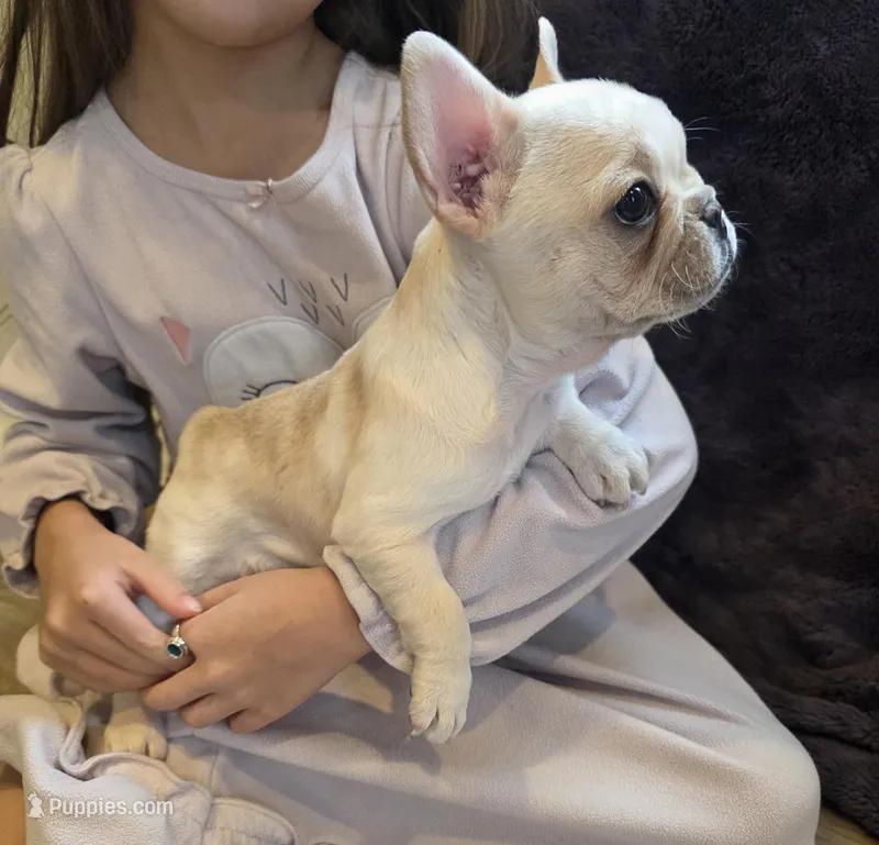 Betty Lou – French Bulldog puppy for sale in Hill City, SD