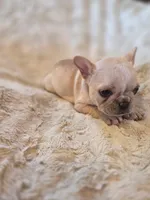 Betty Lou, a female French Bulldog for sale in Creede, CO – 4 of 8