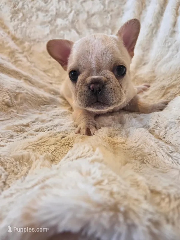 Betty Lou – French Bulldog puppy for sale in Hill City, SD