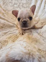 Betty Lou, a female French Bulldog for sale in Creede, CO – 2 of 8