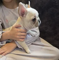 Betty Lou, a female French Bulldog for sale in Creede, CO – 6 of 8
