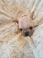 Betty Lou, a female French Bulldog for sale in Creede, CO – 5 of 8