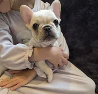 Betty Lou, a female French Bulldog for sale in Creede, CO – 8 of 8
