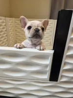 Betty Lou, a female French Bulldog for sale in Creede, CO – 7 of 8