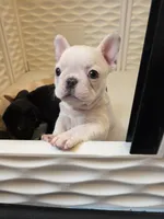 Treasure, a female French Bulldog for sale in Creede, CO – 1 of 8