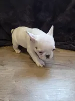Treasure, a female French Bulldog for sale in Creede, CO – 7 of 8