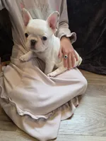 Treasure, a female French Bulldog for sale in Creede, CO – 6 of 8