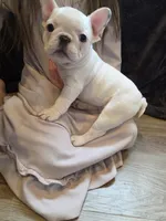 Treasure, a female French Bulldog for sale in Creede, CO – 8 of 8