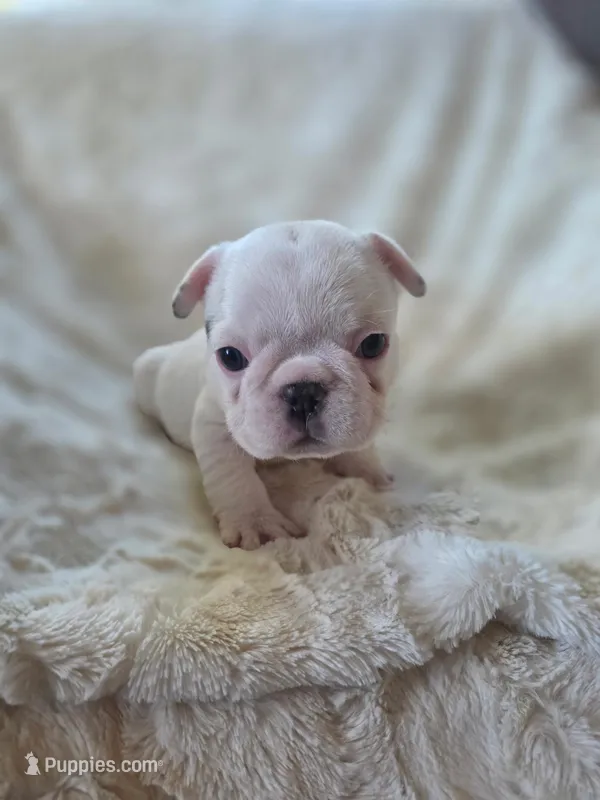 Treasure – French Bulldog puppy for sale in Hill City, SD