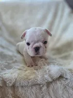 Treasure, a female French Bulldog for sale in Creede, CO – 3 of 8