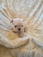 Treasure, a female French Bulldog for sale in Creede, CO – 4 of 8