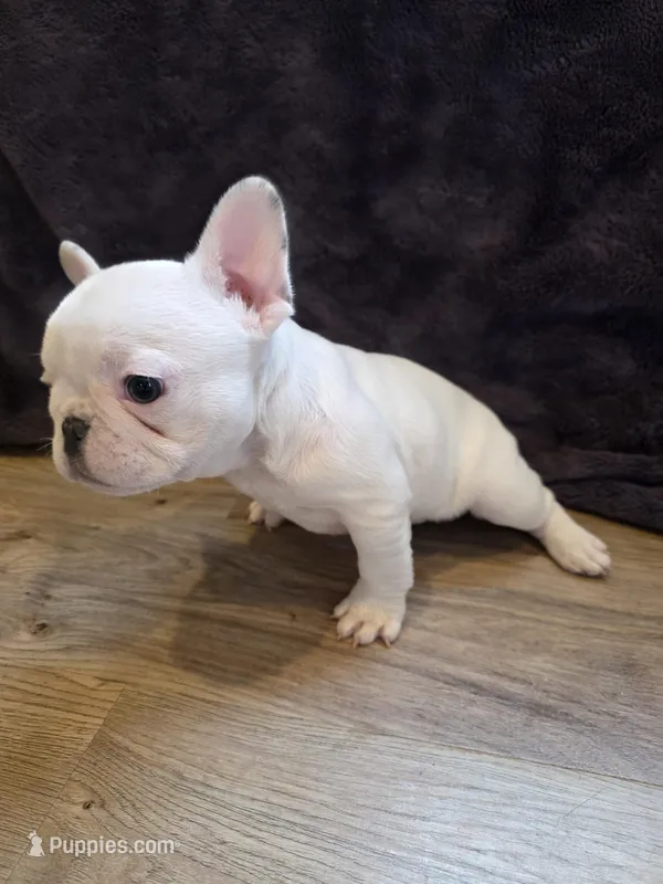 Treasure – French Bulldog puppy for sale in Hill City, SD