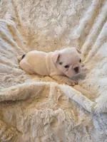 Treasure, a female French Bulldog for sale in Creede, CO – 5 of 8