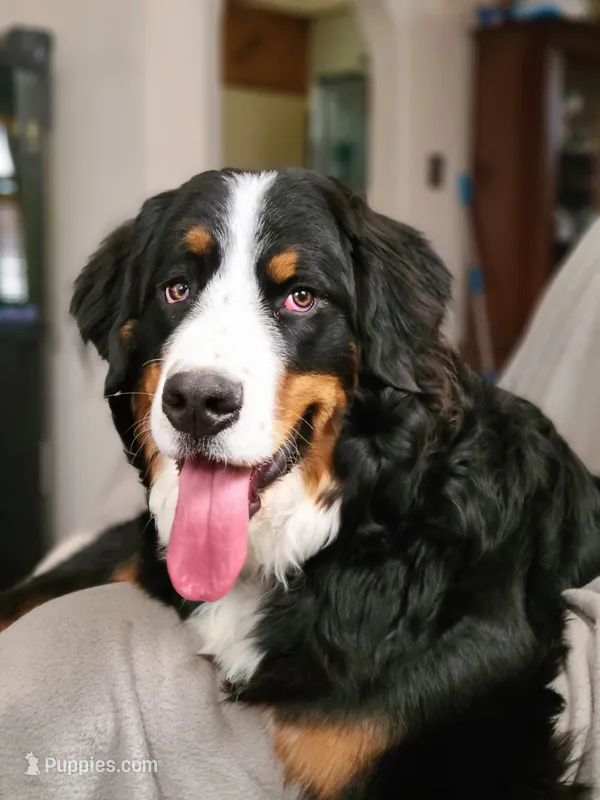 Thanksgiving litter 1-5 – Bernese Mountain Dog, Newfoundland puppy for sale in Altoona, PA