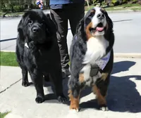 Thanksgiving litter 1-5, a  Bernese Mountain Dog and Newfoundland for sale in Altoona, PA – 4 of 5