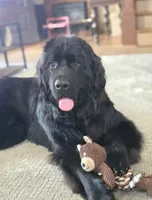 Thanksgiving litter 1-5, a  Bernese Mountain Dog and Newfoundland for sale in Altoona, PA – 3 of 5