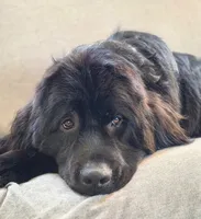 Thanksgiving litter 1-5, a  Bernese Mountain Dog and Newfoundland for sale in Altoona, PA – 5 of 5