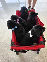 Thanksgiving litter 1-5, a  Bernese Mountain Dog and Newfoundland for sale in Altoona, PA – 2 of 5
