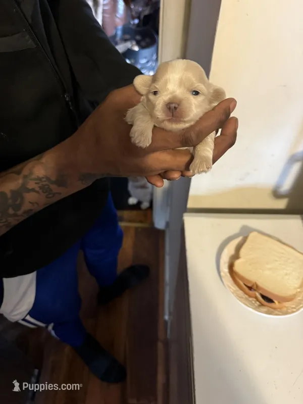 Puppy , a female Shih Tzu for sale in Flint, MI – Photo 1 of 10