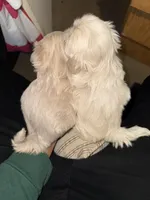 Puppy , a female Shih Tzu for sale in Flint, MI – Photo 8 of 10