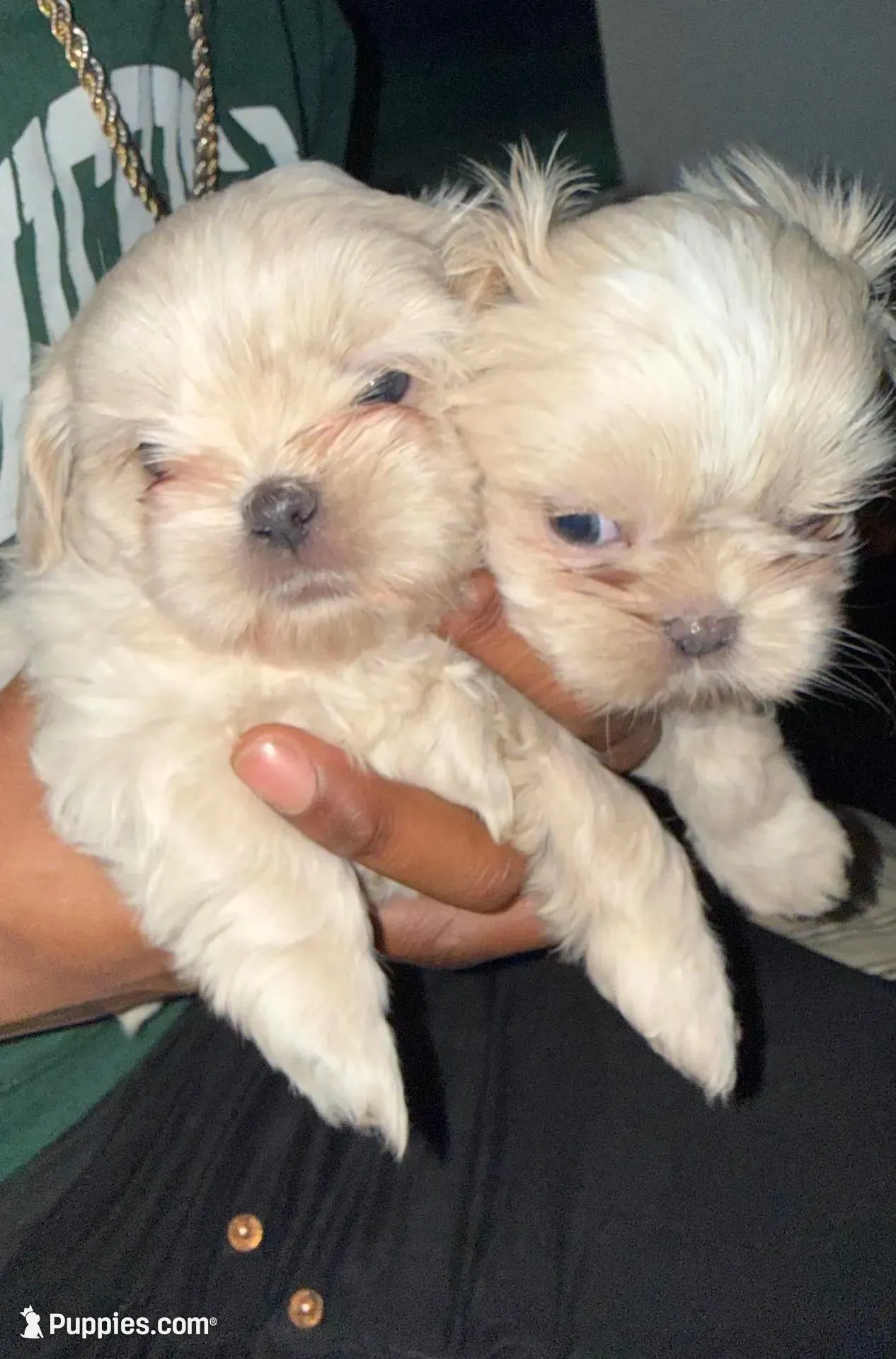 Puppy , a female Shih Tzu for sale in Flint, MI – Photo 4 of 10