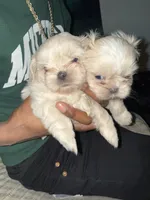 Puppy , a female Shih Tzu for sale in Flint, MI – Photo 6 of 10