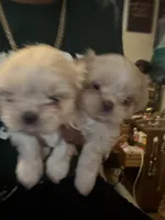 Puppy , a female Shih Tzu for sale in Flint, MI – Photo 5 of 10