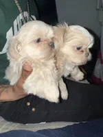 Puppy , a female Shih Tzu for sale in Flint, MI – Photo 10 of 10