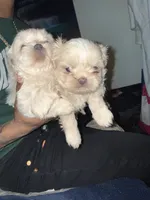 Puppy , a female Shih Tzu for sale in Flint, MI – Photo 9 of 10