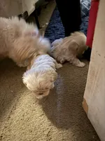 Puppy , a female Shih Tzu for sale in Flint, MI – Photo 7 of 10