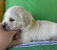 Male 1, a male English Cream Golden Retriever for sale in Leoma, TN – Photo 2 of 4