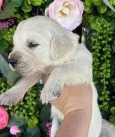 Male 1, a male English Cream Golden Retriever for sale in Leoma, TN – Photo 1 of 4