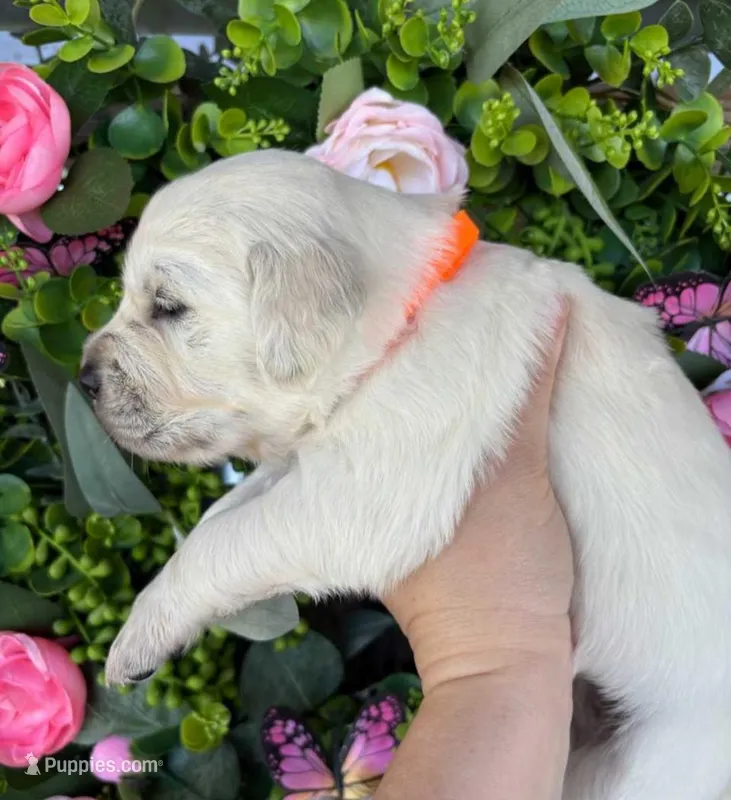 Female 1, a female English Cream Golden Retriever for sale in Leoma, TN – Photo 1 of 3