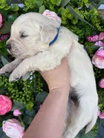 Male 2 , a male English Cream Golden Retriever for sale in Leoma, TN – Photo 1 of 4