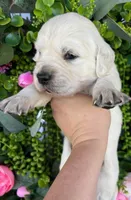 Male 2 , a male English Cream Golden Retriever for sale in Leoma, TN – Photo 2 of 4