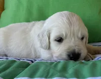 Female 2 , a female English Cream Golden Retriever for sale in Leoma, TN – Photo 2 of 4