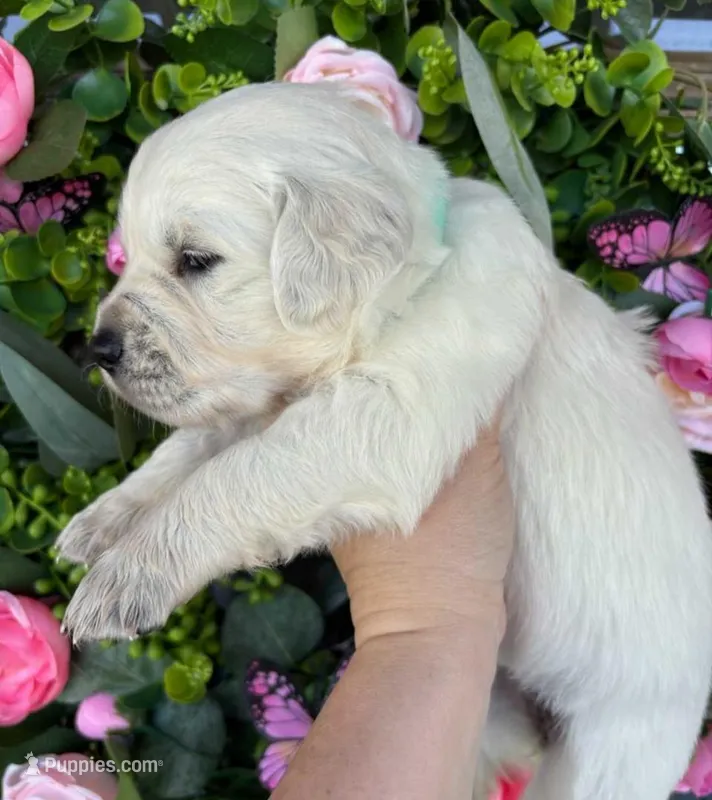 Female 2  – English Cream Golden Retriever puppy for sale in Leoma, TN