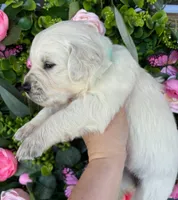 Female 2 , a female English Cream Golden Retriever for sale in Leoma, TN – Photo 1 of 4